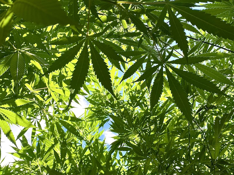 Cannabis leaves seen from below against blue sky