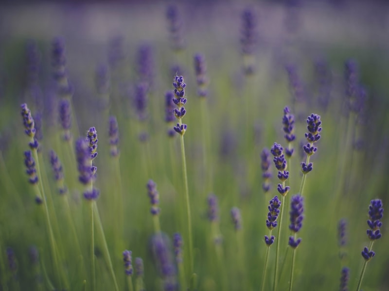 Field of blooming purple lavender
